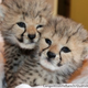 Illustration for article titled ZOMG CONSOLIDATED CUTENESS OF THE BABY ANIMALS!!!